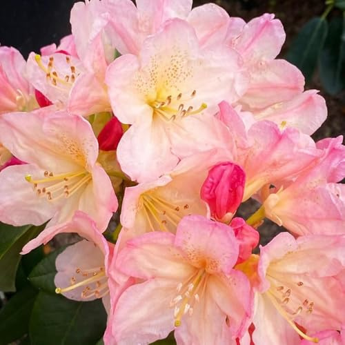 semillas de rododendro, semillas de azalea, Las perennes son perennes resistentes resistentes para el jardín exóticas, 25pcs