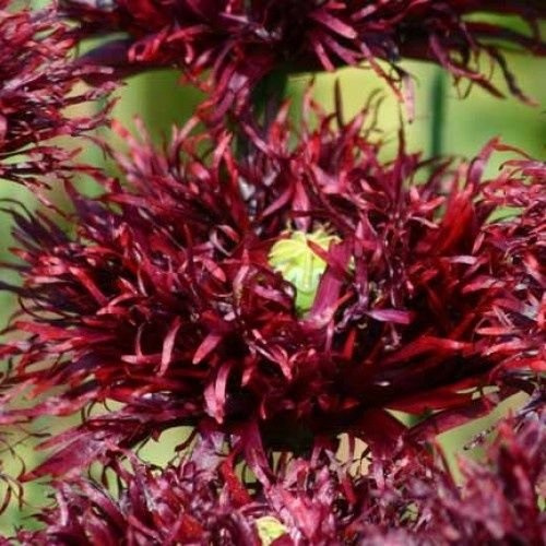 200 Samen von Black Swan Mohn Schöner Fast Schwarzer Blumen für Ihren Garten