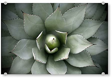 artboxONE Acrylglasbild 30x20 cm Natur Agavenherz hellgrün Bild hinter Acrylglas - Bild Agave Agave Blatt