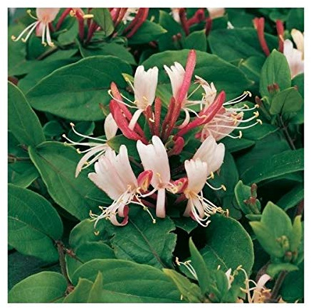 Echtes Geißblatt Jelängerjelieber Red World – Duftende Kletterpflanze, Lonicera japonica, winterhart, bienenfreundlich, für Garten & Balkon, 30–50 cm