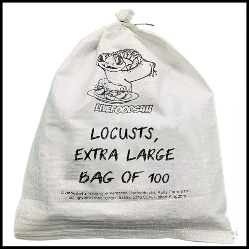 Livefoods4u Live Locusts XL Bag of 100 35-50mm | High Protein Reptile Food