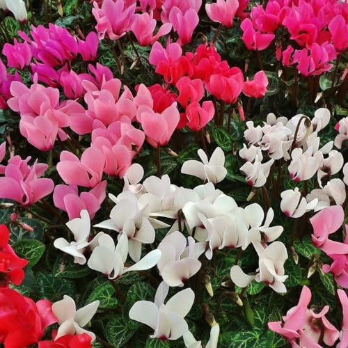 OFFERTA 3 PIANTE DI CICLAMINI COLORI ASSORTITI FUCSIA BIANCHI ROSSI VASO 10CM PERENNE