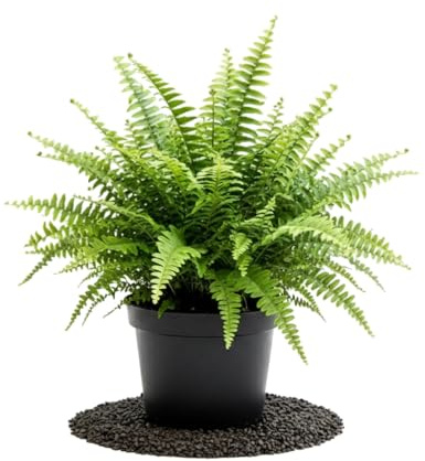Helecho Decorativo Nephrolepis Exaltata Helecho espada DECOALIVE para Hogar y Oficina con Maceta de 17 cm de Diámetro y Planta de 50 cm