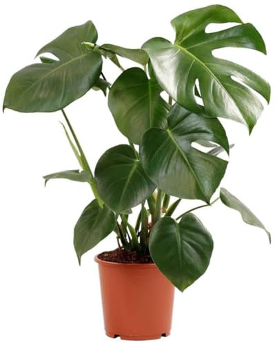 Verdecora Costilla de Adán | Ceriman o Monstera Deliciosa | Decoración tropical | Planta natural de interior purificadora del aire en maceta de Ø15cm