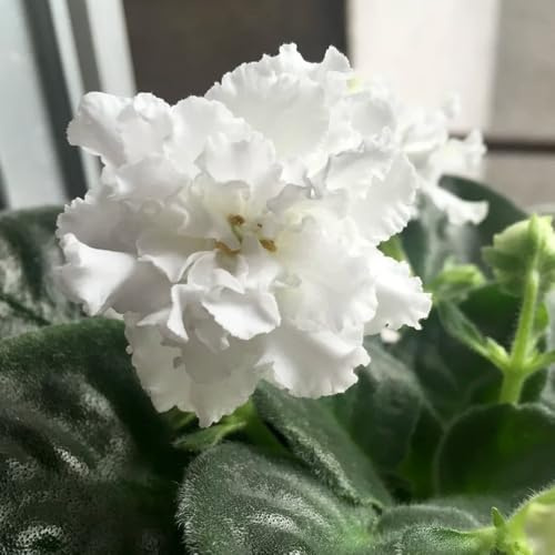 usambaraveilchen veilchen topfpflanzen echt wildblumensamen herbstaussaat pflanzensamen zimmerpflanzen blumenwiese herbstaussaat mehrjährig sommerblumen blumendeko wildblumen 120samen