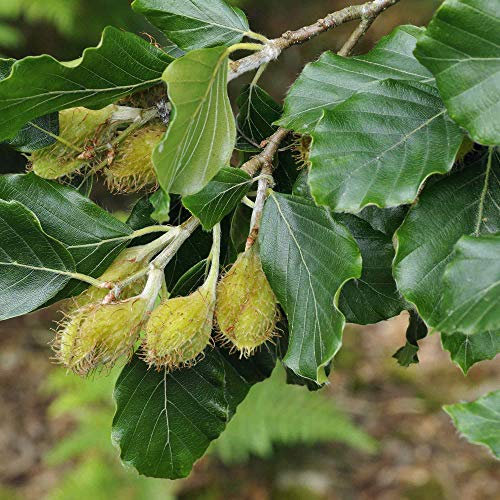 Suttons Fagus Sylvatica, Green Beech Hedging Plant, 1 x 2-Litre Potted Plant