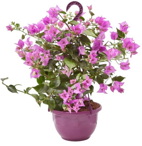 Verdecora Buganvilla en maceta colgante 3L | Flor de papel | Planta natural de exterior con flor | Enredadera | Floración todo el año | Colores variados
