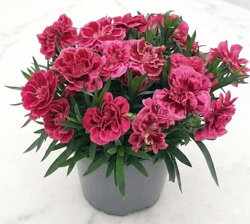 Garofano Pianta Vera Fucsia/Viola in Vaso 12 cm | Dianthus Pianta Fiorita da Esterno e Balcone, Pianta Ornamentale Profumata per Casa e Giardino, Idea Regalo Naturale