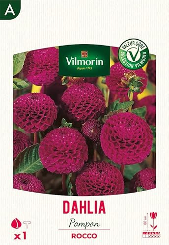 Dahlia pompon Rocco (x1)