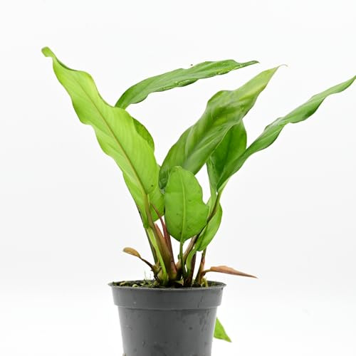 AquaBreedingSkill Aquarium Pflanzen Anubias Barteri var. Glabra echt für Süßwasser, lebende Wasserpflanzen für Aquarium, ideal für Fische & Garnelen – mit Pflanzenpass (Glabra 1 pcs)