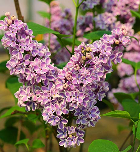 Hochstamm Edelflieder Sensation 100-125cm - Syringa vulgaris - lebende Gartenpflanze aus den Baumschulen
