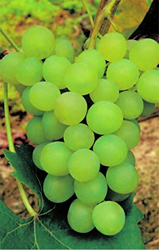 Vitis vinifera Phoenix weiße Weinrebe (Abkömmling der Bacchusrebe) veredelt