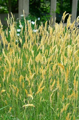 Anthoxanthum odoratum 9x9 cm Topf – Winterhart & Mehrjährig & Pflegeleicht – Wohlriechendes Ruchgras – Ziergras für Naturgarten & Blumenwiese