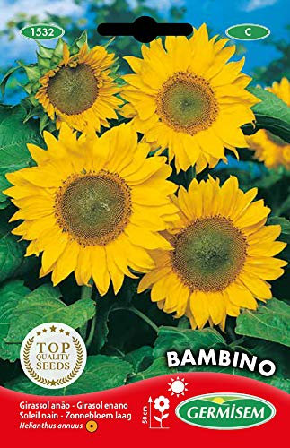 Germisem Graines Soleil nain BAMBINO