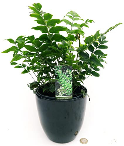 POWERS TO FLOWERS - CYRTOMIUM FALCATUM XL, FELCE DA ESTERNO, IN VASO CERAMICA NERO, VASO 16CM, Pianta vera