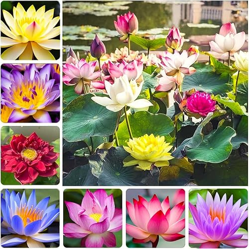 35 pcs Mini Lotus Seeds Variety Pack – Bonsai Lotus, Water Lily Garden Seeds for Ponds, Containers, Patio & Zen Decor