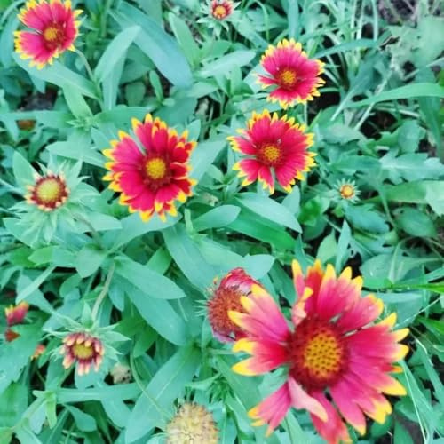 Kokardenblume, steingartenpflanzen winterhart für sonnige plätze alte sorten bodendecker stauden winterhart mehrjährig balkonpflanzen blumensamen exotische blumenwiese seltene 200Samen