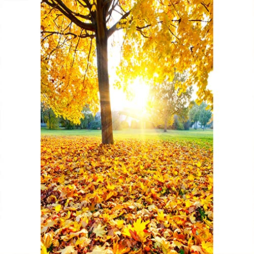 Aoihrraan 1,5x2,2m Herbst Wald Fotografie Hintergrund Gelb Ahorn Baum Blätter Sonnenlicht Herbst Park Grün Rasen Hintergrund Thanksgiving Party Urlaub Outdoor Picknick Reisen Porträt Foto Requisiten