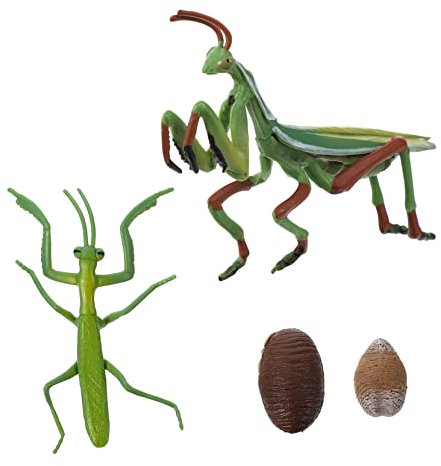 VICASKY 2 Sätze Kognitives Modell des Lebens Frühes Bildungsmodell Lebenszyklusfigur Mantis Wachstumszyklusfigur Wachstumszyklusfigur Mantis Kinderspielzeug Mantis Wachstumsmodell