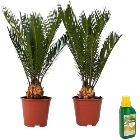 Plant in a Box - Cycas Revoluta con Fertilizzante - Set di 2 - Palma di Sago - Altezza 45-60cm - Vaso 15cm - Palma felce - Pianta Tropicale Ornamentale da Interno o Terrazza - Facile da Curare