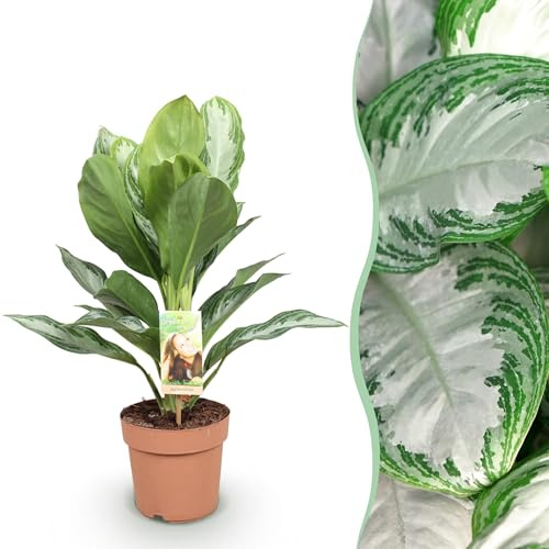 Aglaonema Silver Bay - Silberblatt - Pflegeleicht - Grün - 70-75cm - Ø17cm - Zimmerpflanze - Immergrün