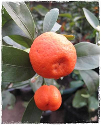 KUCLE Pflanze 'Citrus Fortunella Margarita x Citrus Reticulata' - im Topf: Ø 22 cm - H. 80/90 cm