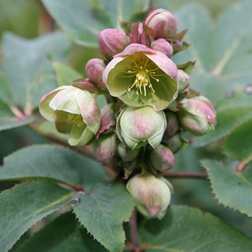 Plant Theory Hellebore Perennials Flowering Plants Helleborus × Sternii 2L Pot