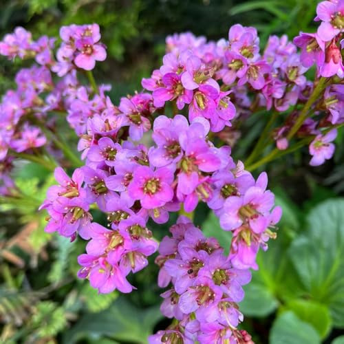 semi di bergenia cordifolia di recisi, resistenti di bergenia da giardino, esotiche da balcone resistenti, aiuole rialzate 500pcs