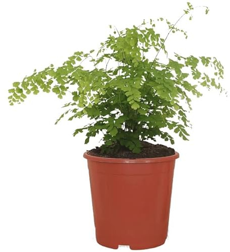 Adiantum Natural Planta Perfecta para Darle Vida a tu Hogar