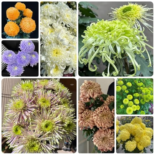 Semillas de crisantemo, semillas de raras decorativas de jardín de rocas 120pcs