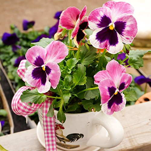 20 Napkins Gepfla Nzte Spring Pansy Flowers 33 x 33 cm
