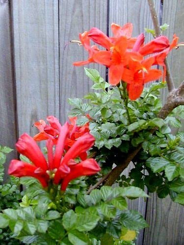 20 graines BIGNONE DU CAP ROUGE (Tecoma Capensis) G737 CAPE HONEYSUCKLE SEEDS SEMI