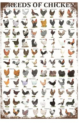 Funny Chicken Sign, Metal Chicken Coop Tin Signs, Breeds of Chicken, Yard Sign Garage Farm Garden Wall Decor Sign Plaque Outdoor for Home Fence 8 X 12 Inches