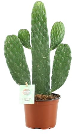 Opuntia Rubescens Consolea - 25-35cm - Ø12cm - Plante d'intérieur - Vert persistant - Cactus et plantes succulentes