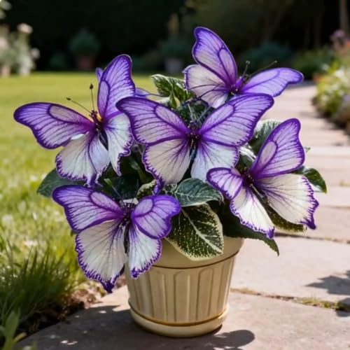 Leicht Anbaubare Funkien-Hosta Dauerwüchsig Winterfest&Mehrjährige Prachtvolle Funkien Wurzelstock/Geeignet Für Neueinsteiger/Der Favorit Von Gärtnern-15Rhizome-D