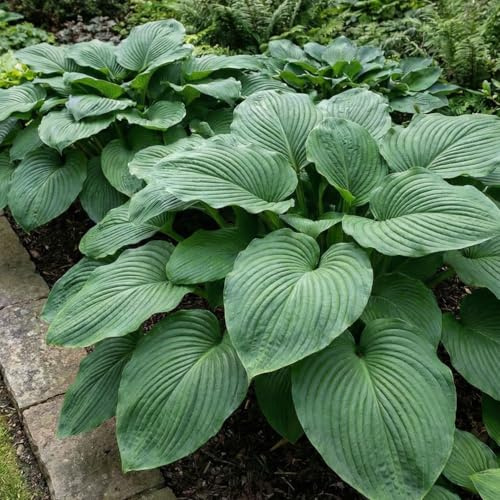 Hosta T-Rex Collection - 3 Fleurs à Planter Exterieur - Vivaces & Rustique - Plante Exterieur Jardin - Naturelle Plantes de Hollande pour pot et jardin (pas de graines, non artificielle)