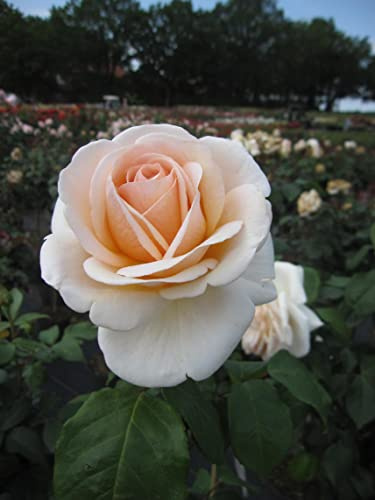 Rosa Courage ® - Edelrose Courage ® - Kordes Rose - Eleganza Kollektion ®