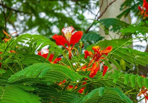 25 Graines Rouge Flamboyant - Delonix Regia - Arbre à Floraison Rouge Spectaculaire
