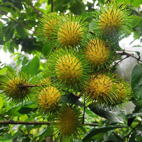 60 graines de fruits de ramboutan