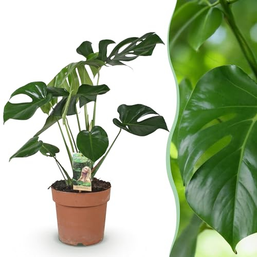 Monstera Deliciosa - Plante en trou - Peu d'entretien - Vert - 70-80cm - Ø21cm - Plante d'intérieur - Vert persistant