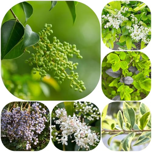 Semi di siepe di ligustro, d'appartamento siepi organico arbusti sempreverdi, resistenti all'inverno verdi per luoghi soleggiati resistenti per giardini rocciosi 300pcs