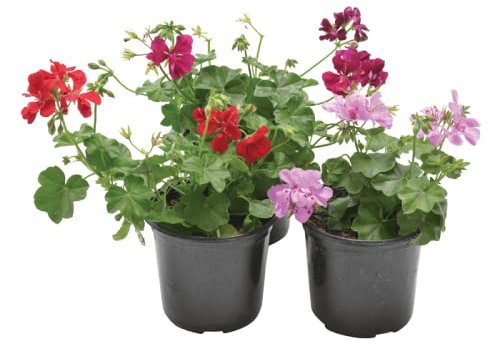 Dos Geranios Naturales Plantas para Terraza o Jardín