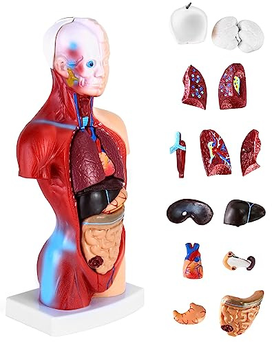 QWORK® 15-Teilig Menschliches Anatomie Modell - Schädel Gehirn Torso und Innere Organe - für Medizinstudenten Ärzte und Lehrer - 28 cm