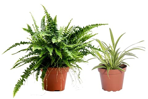 DECOALIVE Helecho de Interior y Chlorophytum Plantas Verdes Naturales, 8436601570703