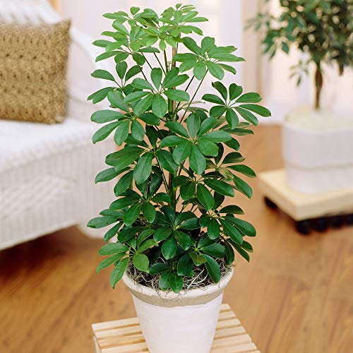 1 x Schefflera Nora Pianta Ombrello Nana | Pianta d'Appartamento Compatta di Alta Qualità in Vendita | 40-50 cm