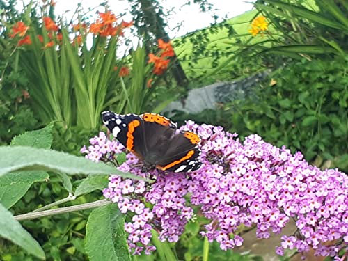 Buddleja (Buddleia) davidii The Butterfly Bush. Hardy Scented Shrub