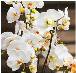 Aachondra 40 pezzi semi di fiore di orchidea Phalaenopsis bianchi