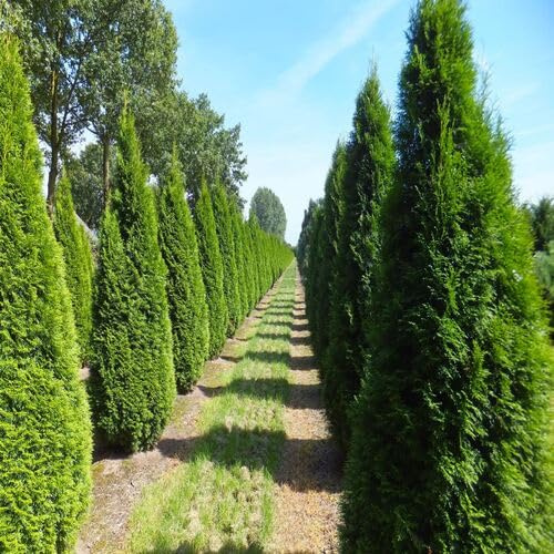 50pcs Thuja Tree Seeds