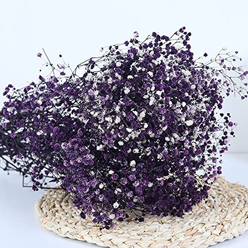 YIWOYI Ramo de flores secas naturales Gypsophila Paniculata preservadas para decoración del hogar y fiestas de boda (morado, 15-30 cm, 20 g)