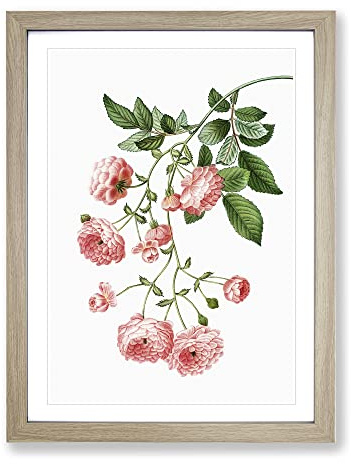 Rambler Roses By Pierre Joseph Redoute Vintage Framed Print | A2 Oak Framed Wall Art | Ready to Hang | Classic Nature Picture | Living Room Bedroom Lounge Office